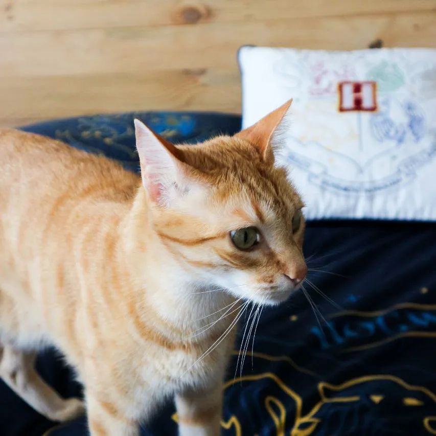 ¿Alguien que le explique a Link que mi objetivo al hacer la cama no es que él pueda deshacerla a los cinco minutos? 😾

#gatosdoinstagram #Link #catlover #lifewithacat #gatos