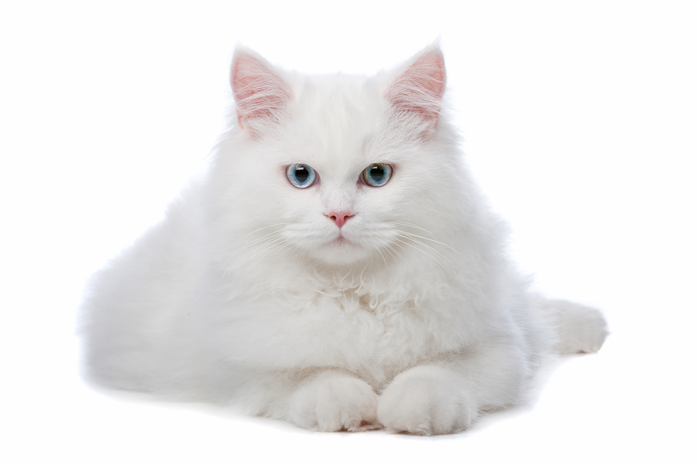 gatos blancos